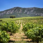arrabida-vineyards