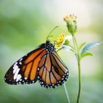 Closeup of Monarch butterfly