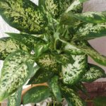 2-Dieffenbachia