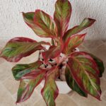 4-Aglaonema-roja