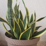 5-Sansevieria