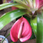 Anthurium