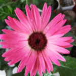 GERBERA